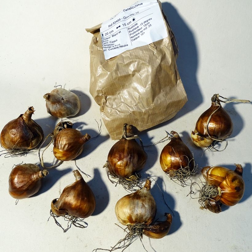 Exemple de spécimen de Narcisse tazetta Canaliculatus Bulbe tel que livré