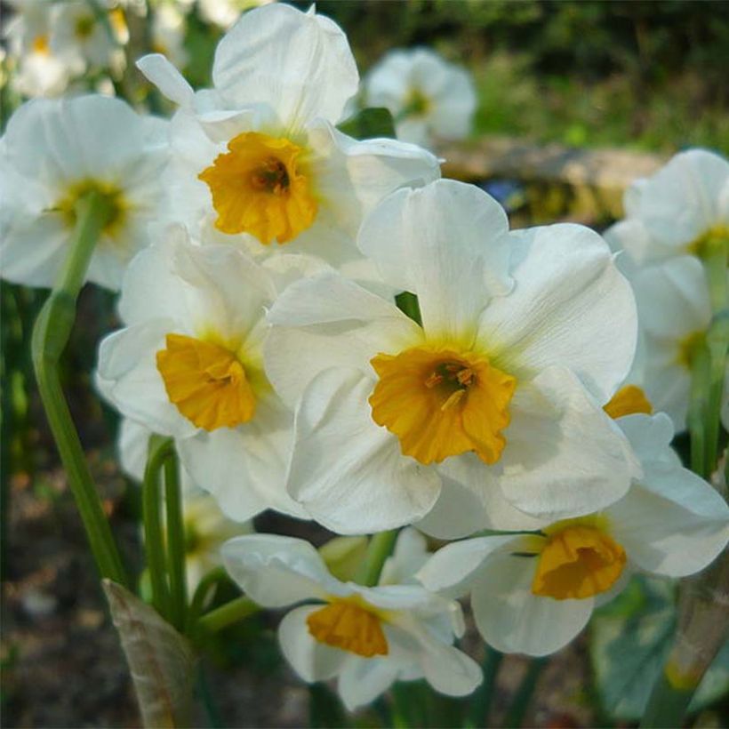 Narcisse tazetta Laurens Koster (Floraison)