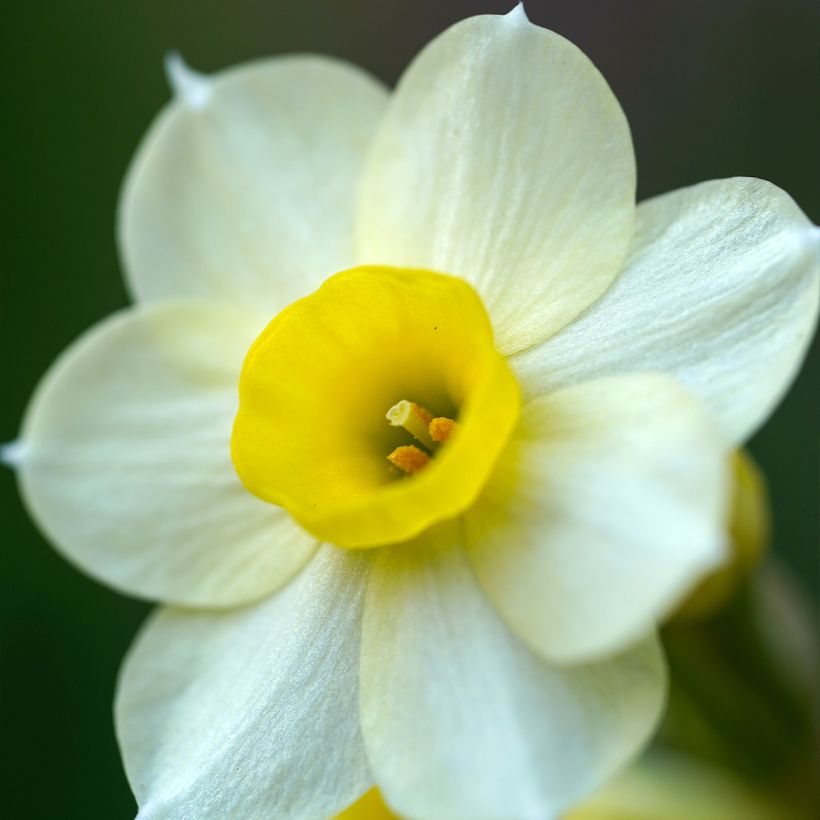 Narcisse tazetta Minnow (Floraison)