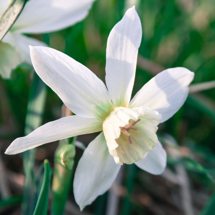 Narcisse triandrus Thalia (Floraison)