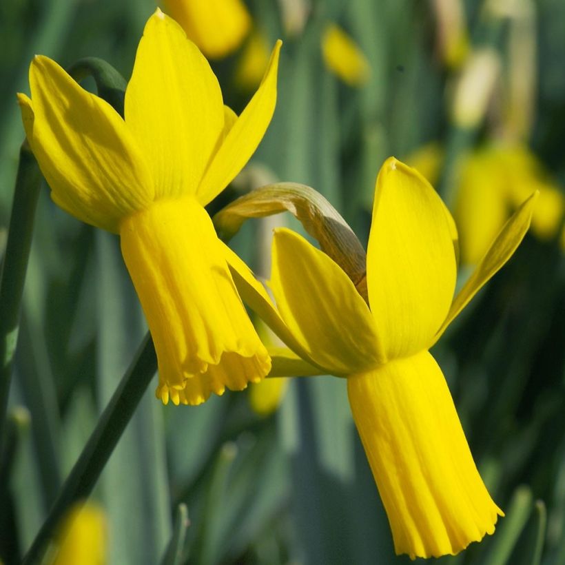 Narcisse cyclamineus Rapture (Floraison)