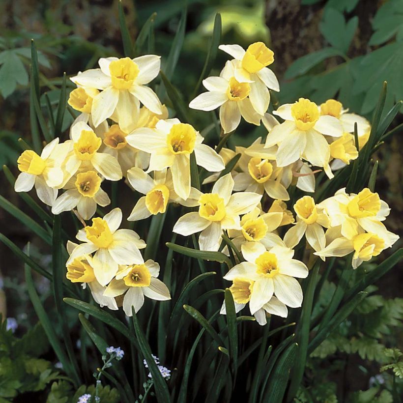 Narcisse miniature Sailboat (Floraison)