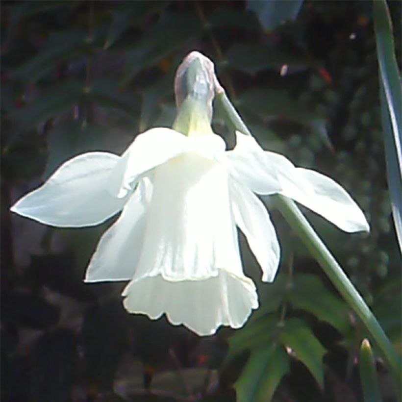 Narcisse moschatus (Floraison)