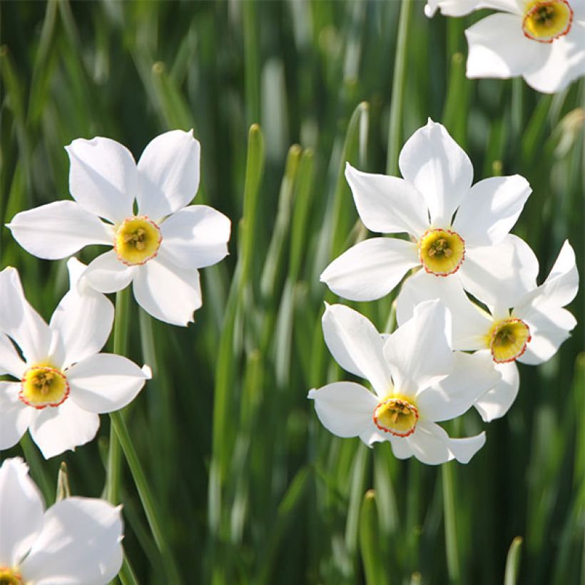 Narcisse poeticus Recurvus (Floraison)