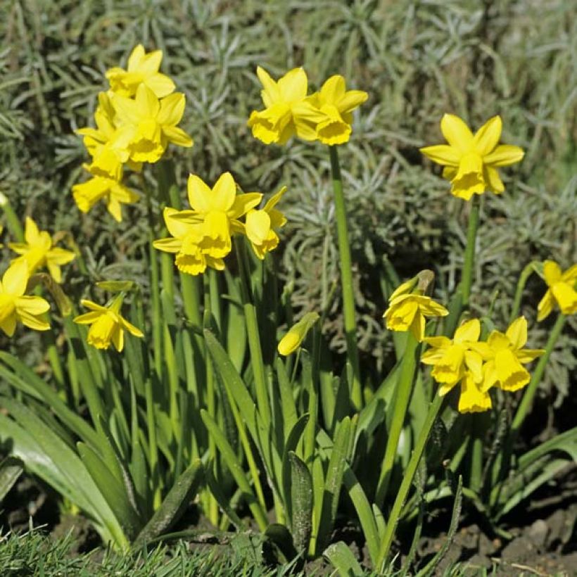 Narcisse Tête à Tête (Port)