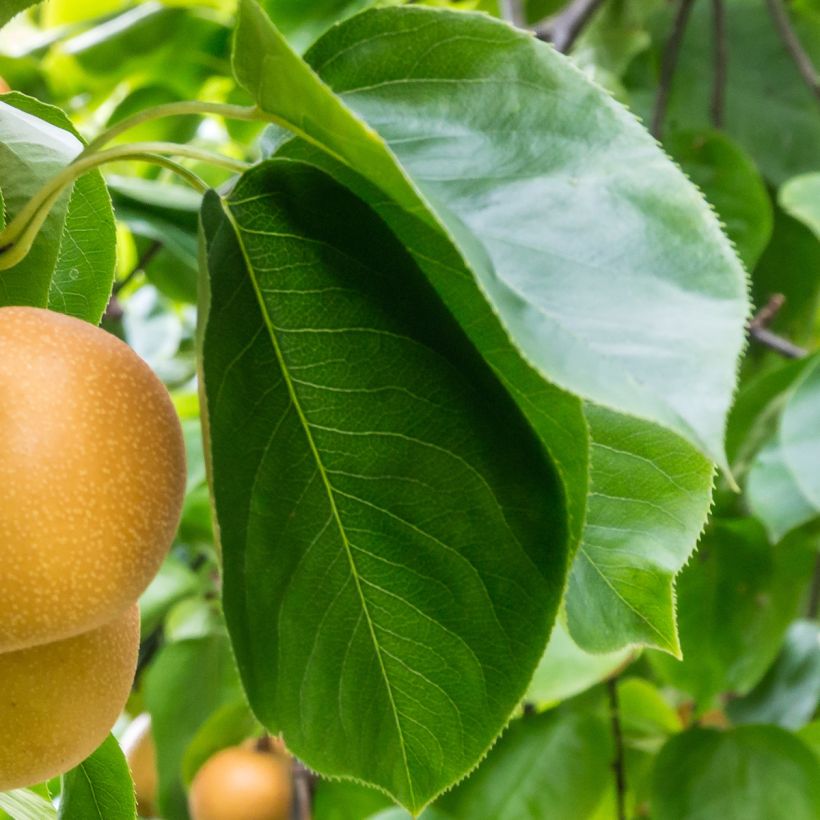 Nashi Niitaka - Pomme-poire (Feuillage)