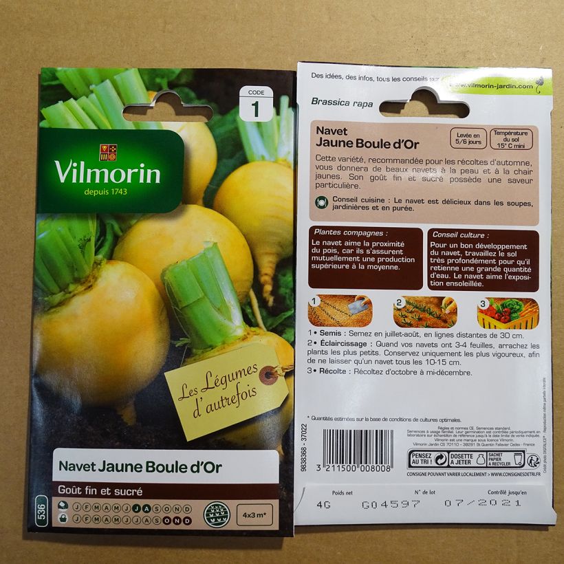 Exemple de spécimen de Navet jaune Boule d'Or - Vilmorin - Brassica rapa Graines tel que livré