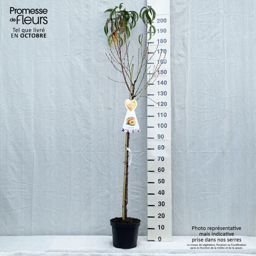 Spécimen de Nectarinier Flavor Top - Prunus persica nucipersica  Pot de 7,5L/10L, Demi-Tige tel que livré en automne