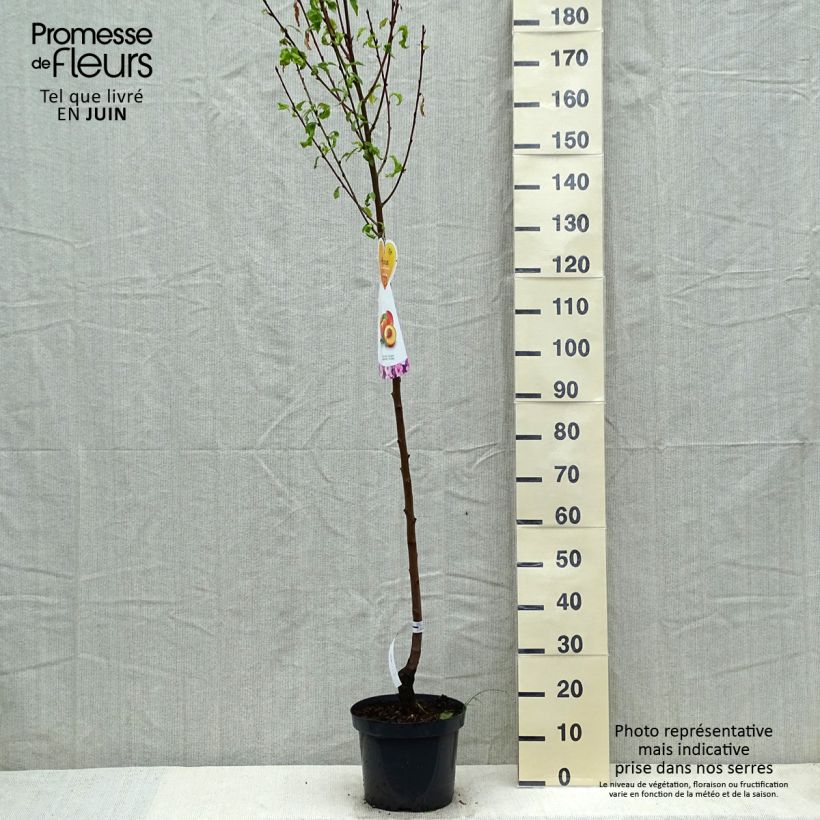 Spécimen de Nectarinier Flavor Top - Prunus persica nucipersica Demi-tige en pot de 7,5l/10l tel que livré au printemps