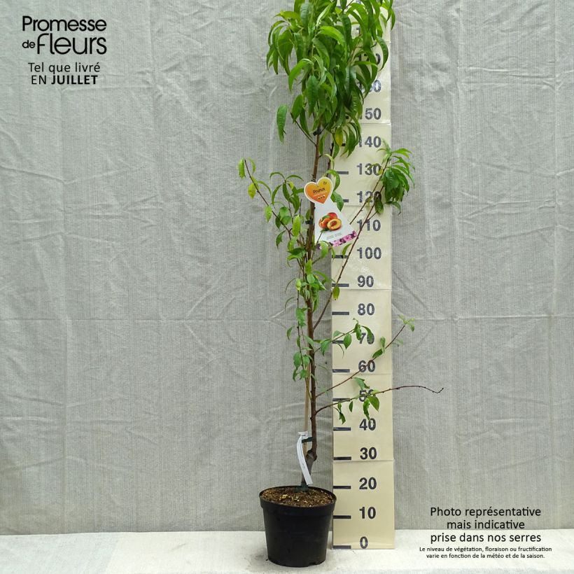 Spécimen de Nectarinier Flavor Top - Prunus persica nucipersica  Pot de 7,5L/10L, Gobelet tel que livré en été