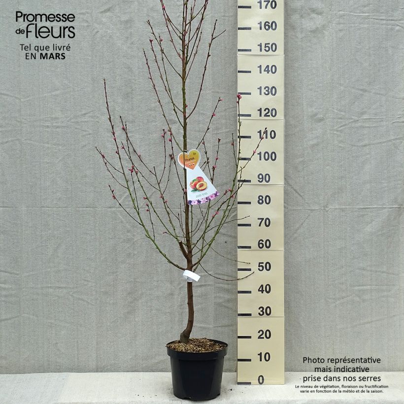Spécimen de Nectarinier Flavor Top - Prunus persica nucipersica  en pot de 7.5L gobelet tel que livré au printemps