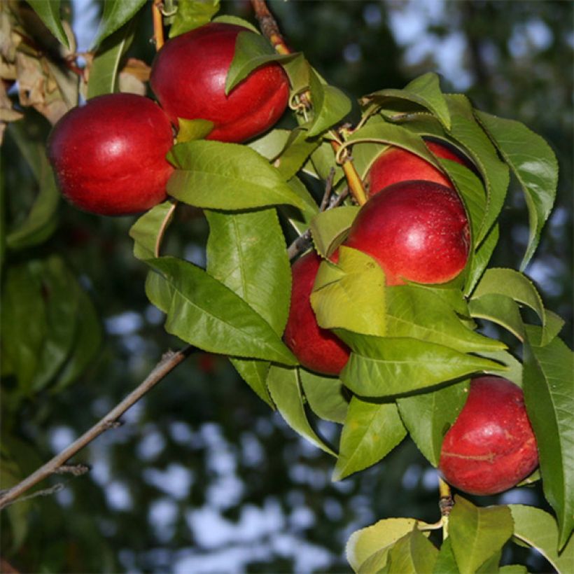 Nectarinier Honey Muscat (Floraison)