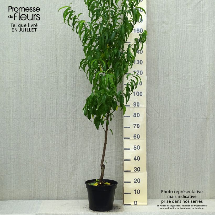 Spécimen de Nectarinier Morton Pot de 7,5L/10L, Gobelet tel que livré en été