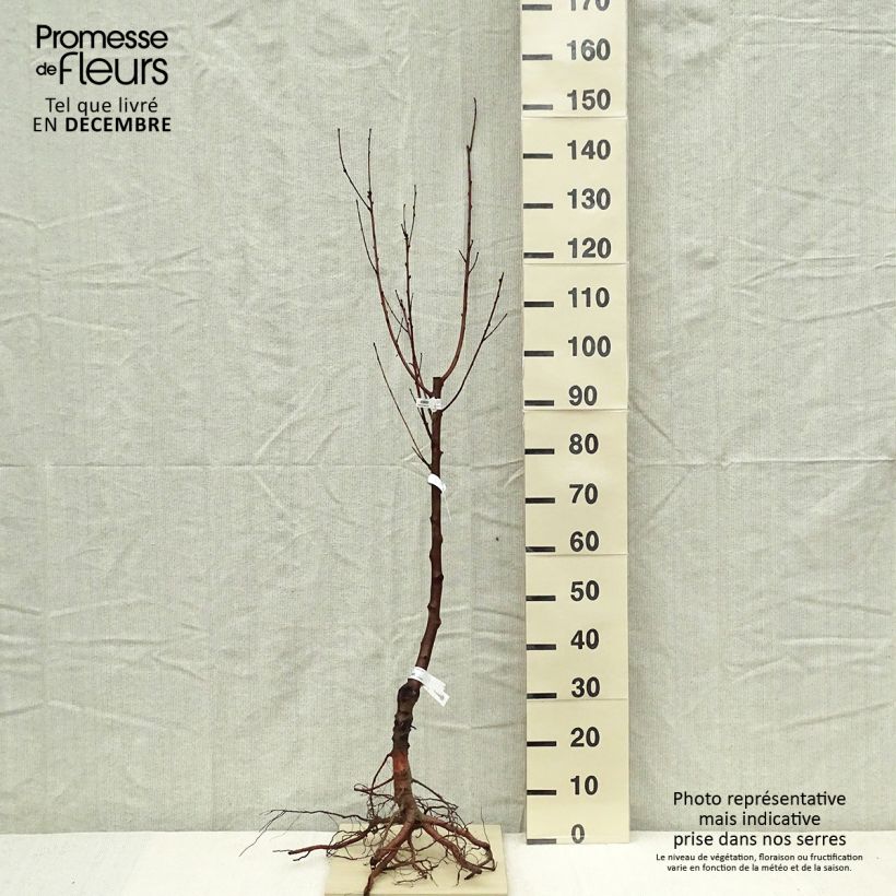 Spécimen de Nectarinier Nectared - Prunus persica nucipersica Racines nues, Scion tel que livré en hiver