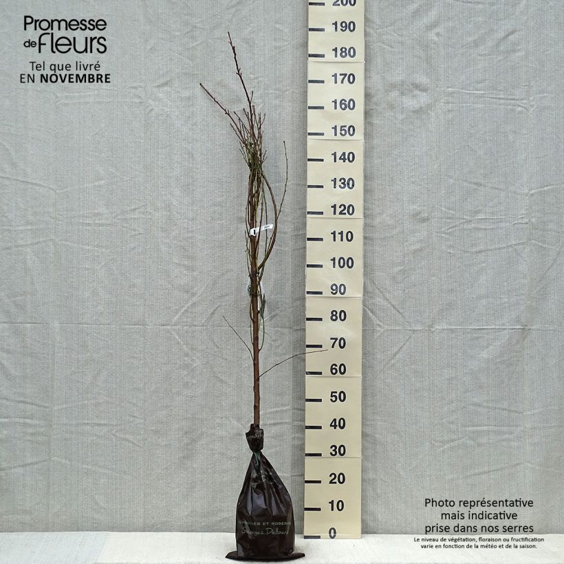 Spécimen de Nectarinier Nectared - Prunus persica nucipersica Motte "Prêt-à-planter", Scion tel que livré en automne
