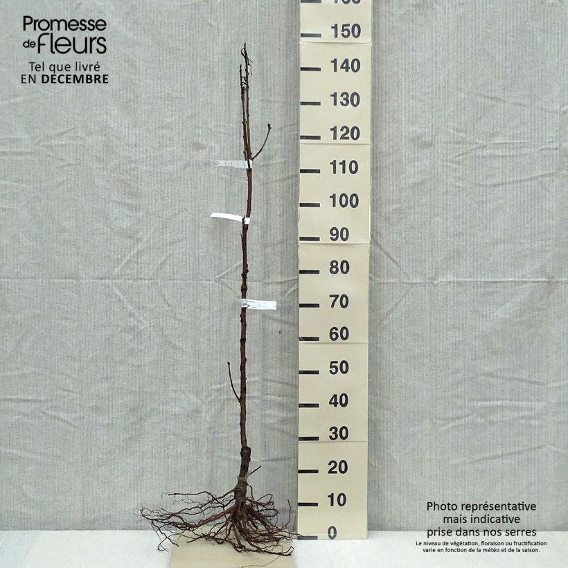 Spécimen de Nectarinier Nectared - Prunus persica nucipersica Racines nues, Gobelet tel que livré en hiver