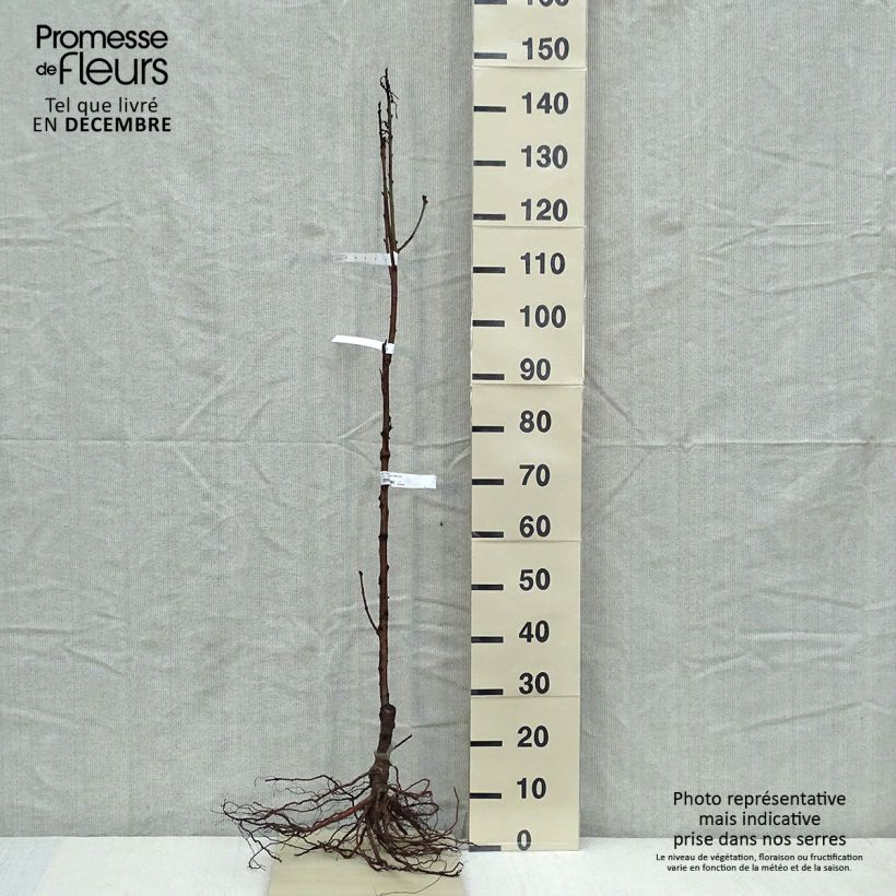 Spécimen de Nectarinier Nectared - Prunus persica nucipersica tel que livré en hiver