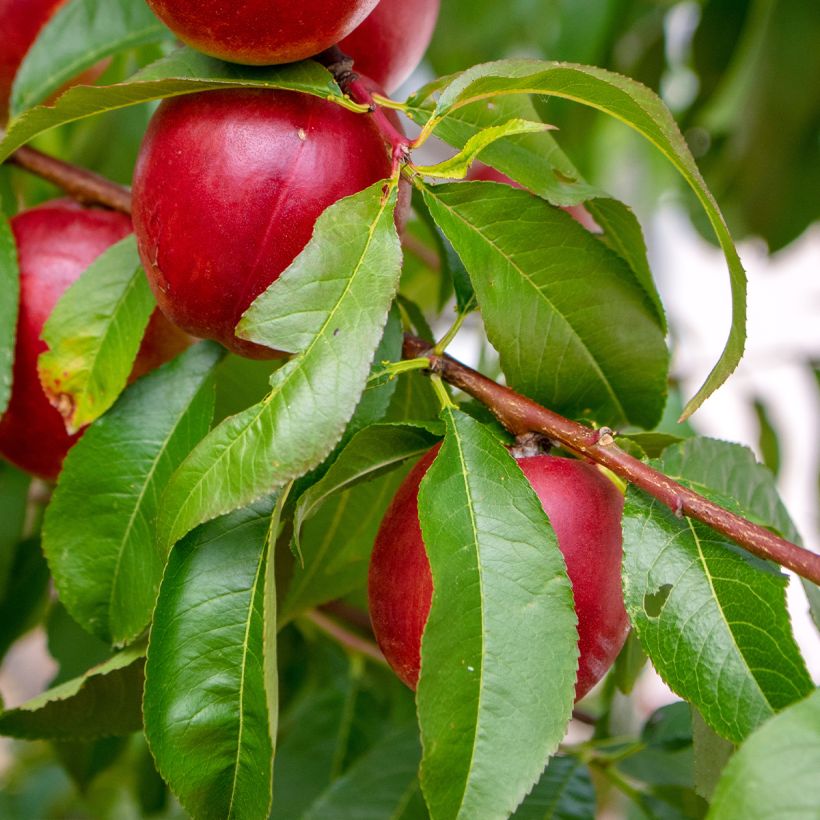 Nectarinier Nectared - Prunus persica nucipersica (Feuillage)