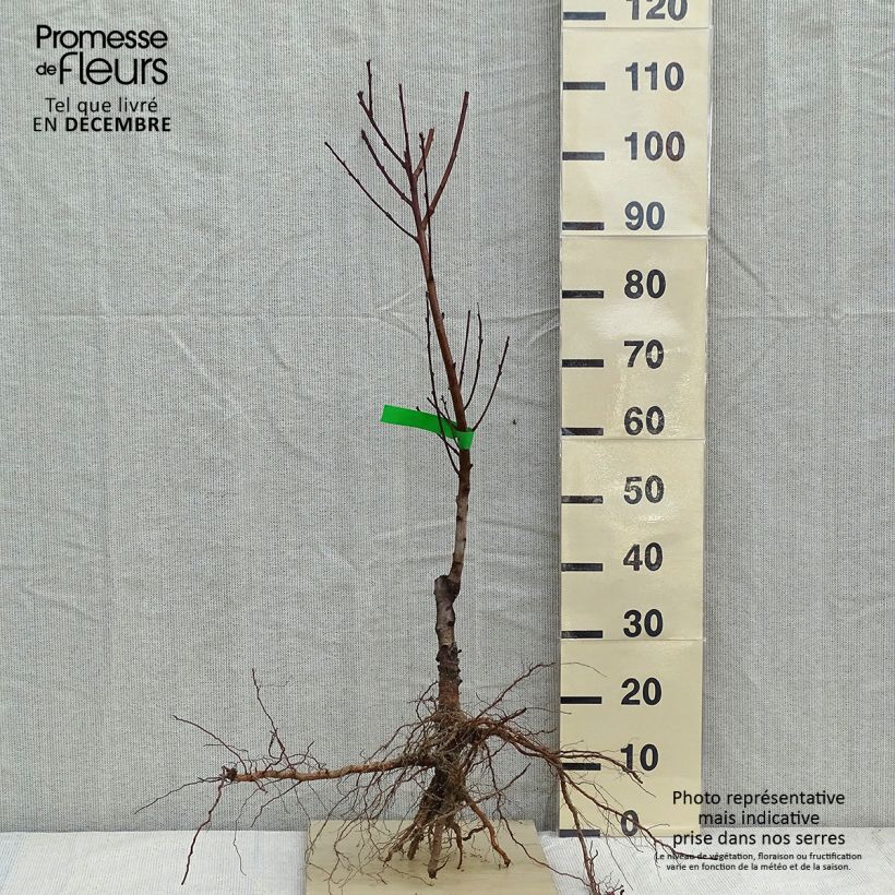 Spécimen de Nectarinier - Prunus persica nucipersica Nectarose Bio tel que livré en hiver
