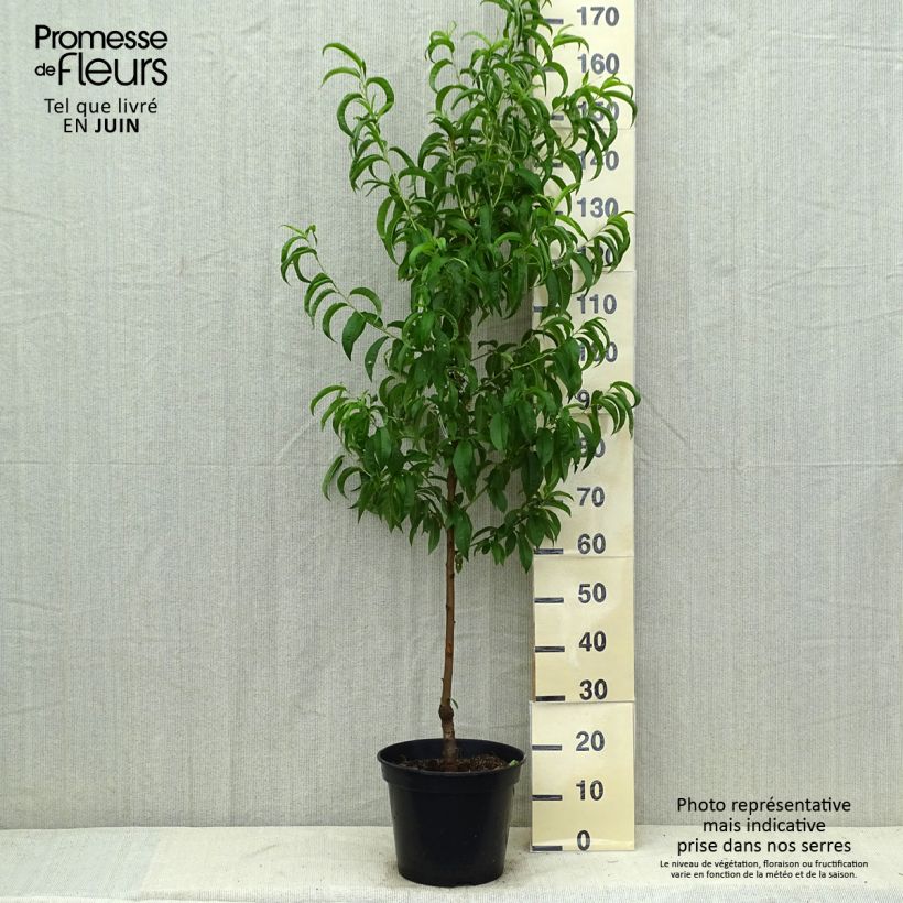 Spécimen de Nectarinier - Prunus persica nucipersica Nectarose Pot de 7,5L/10L, Gobelet tel que livré en été