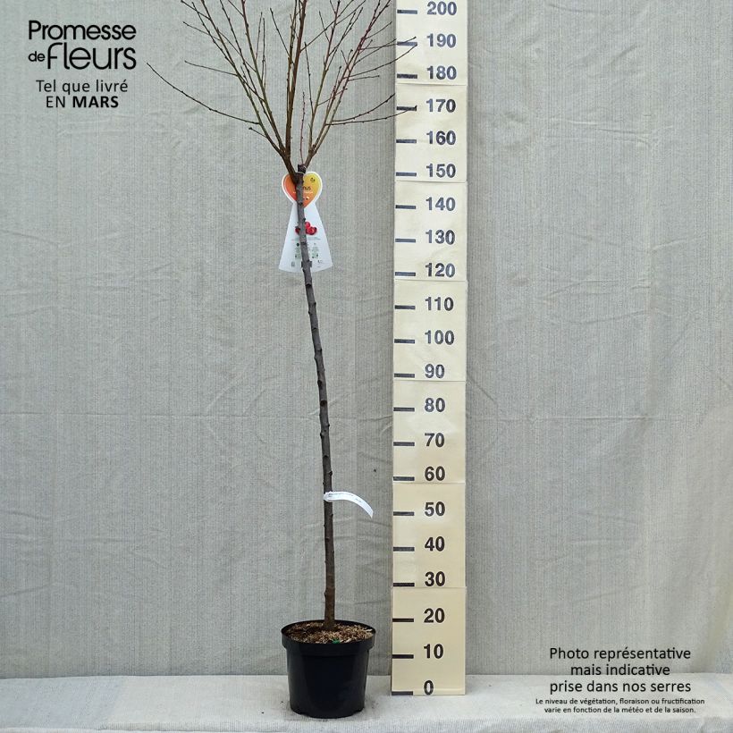 Spécimen de Nectarinier à fruits plats Flateryna - Prunus persica nucipersica Demi-Tige Pot de 7,5L/10L tel que livré au printemps