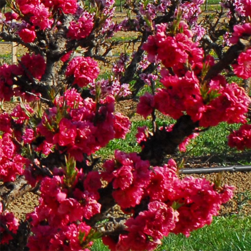 Nectarinier nain Garden Beauty (Floraison)