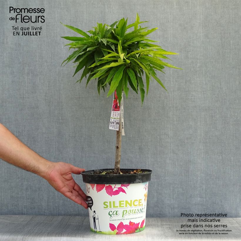 Spécimen de Nectarinier nain Garden Beauty Pot de 6L/7L, Nain, Tige de 40 cm tel que livré en été