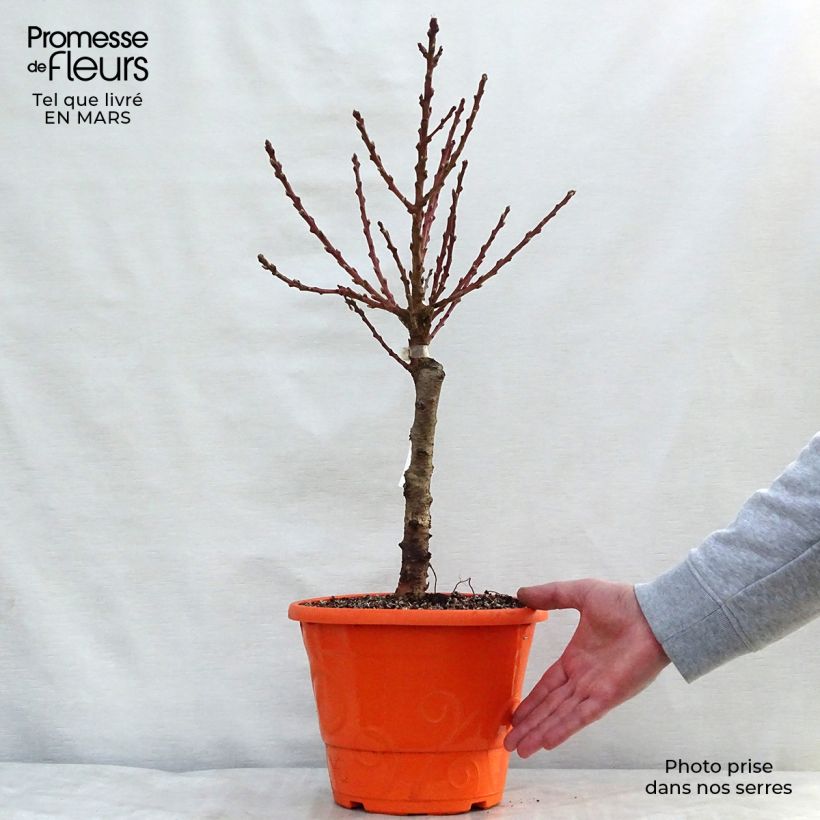 Spécimen de Nectarinier nain Garden Beauty en pot de 6L tel que livré au printemps