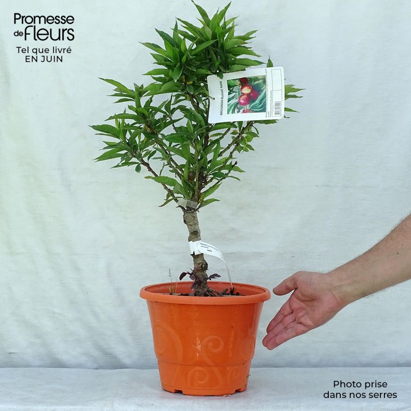 Spécimen de Nectarinier nain Rubis Necta Zee Pot de 7,5L/10L, Nain, Tige de 40 cm tel que livré en été