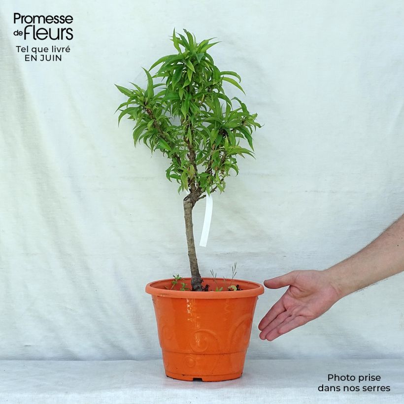 Spécimen de Nectarinier nain Snow Baby Pot de 6L/7L, Nain, Tige de 40 cm tel que livré en été