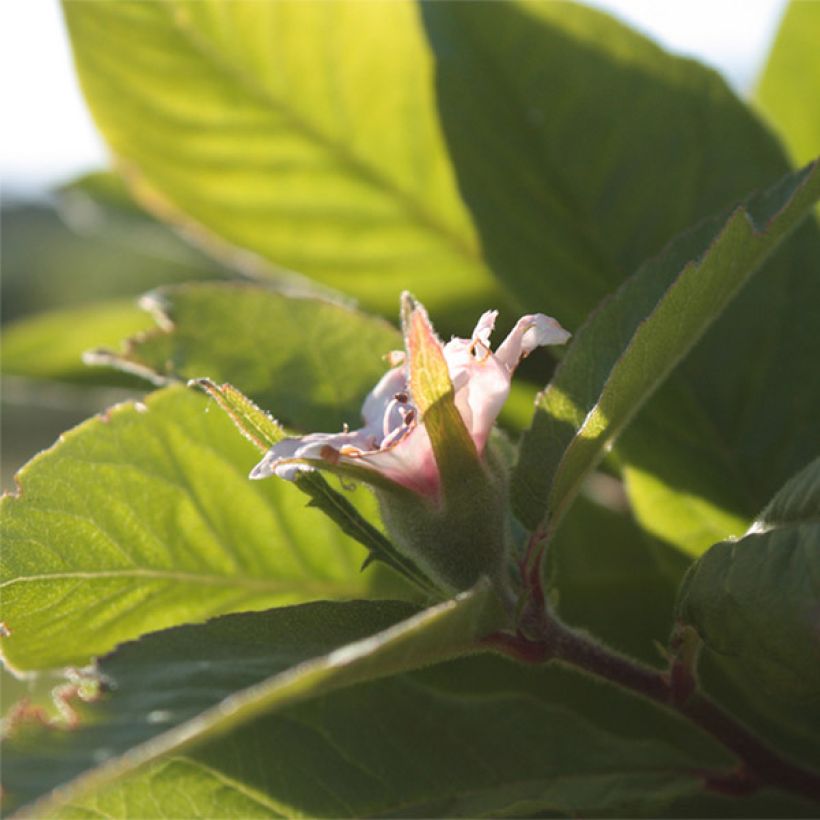 Néflier Westerveld - Mespilus Germanica (Floraison)