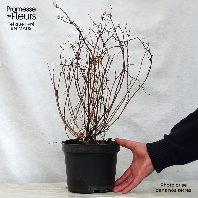 Spécimen de Neillia affinis Pot de 2L/3L tel que livré au printemps