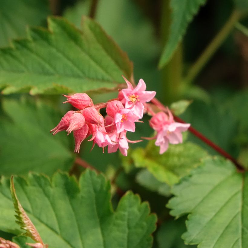 Neillia affinis (Floraison)
