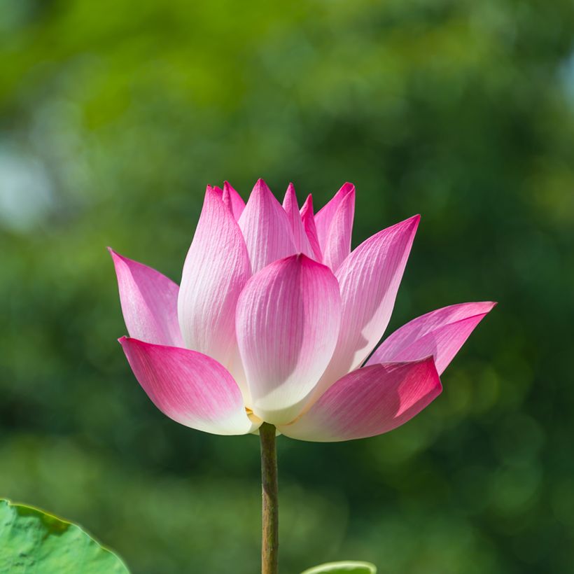 Nelumbo nucifera Chawan Basu - Lotus des Indes (Floraison)