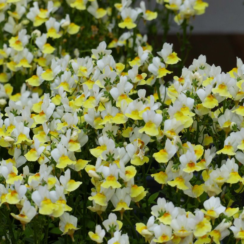 Nemesia Fairy Kisses Citrine (Floraison)