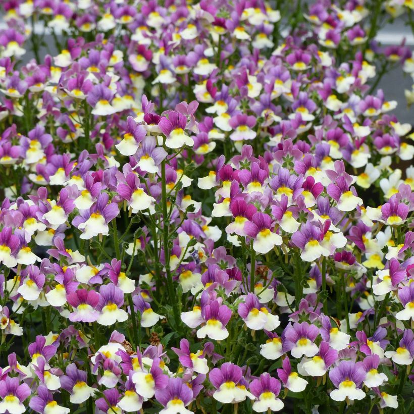 Nemesia Fairy Kisses Vanilla Berry (Floraison)