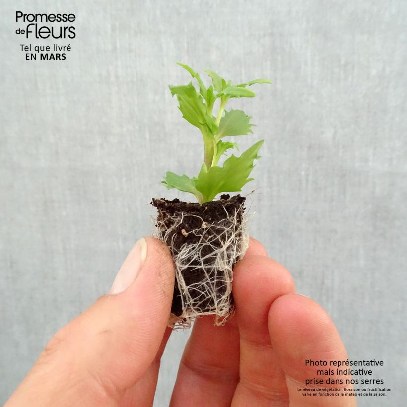 Spécimen de Némésia  Sunsatia Plus Anona Mini-motte 2,5 cm tel que livré au printemps