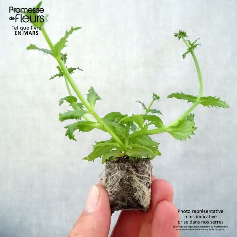 Spécimen de Nemesia Sunsatia Plus Pomelo Mini-motte 3 cm tel que livré au printemps