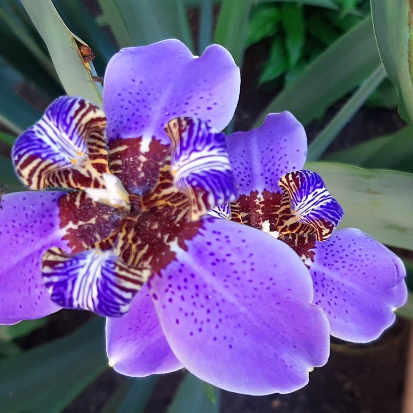 Neomarica caerulea Sky Blue - Iris géant du Brésil (Floraison)