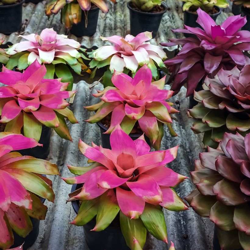 Neoregelia Medusa - Plante réservoir (Port)
