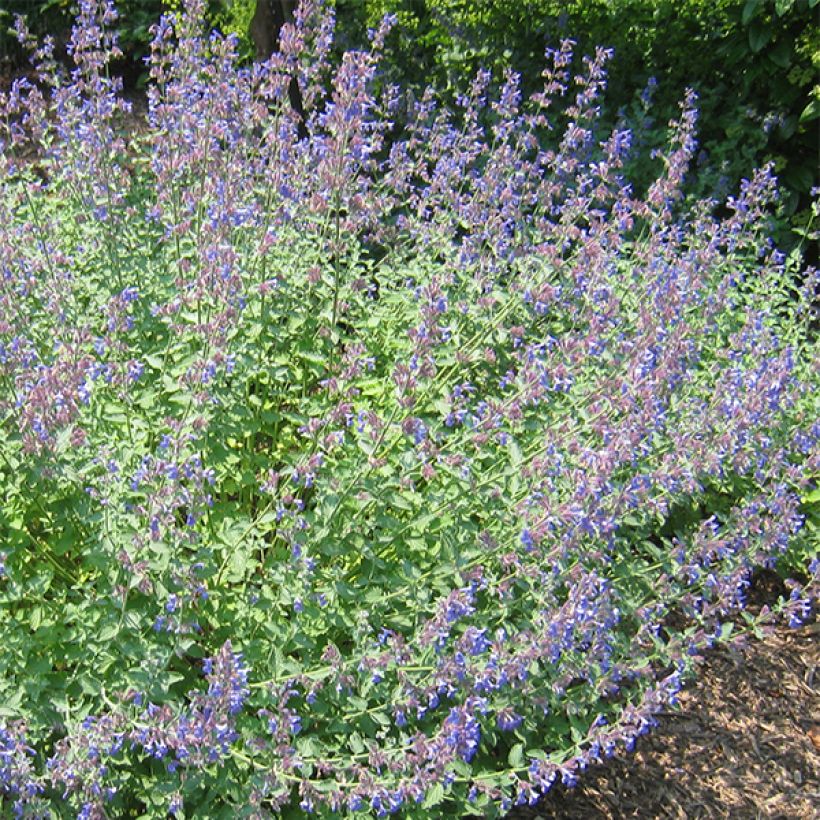 Nepeta Blue Dragon - Nepeta à fleurs bleu-violet (Floraison)