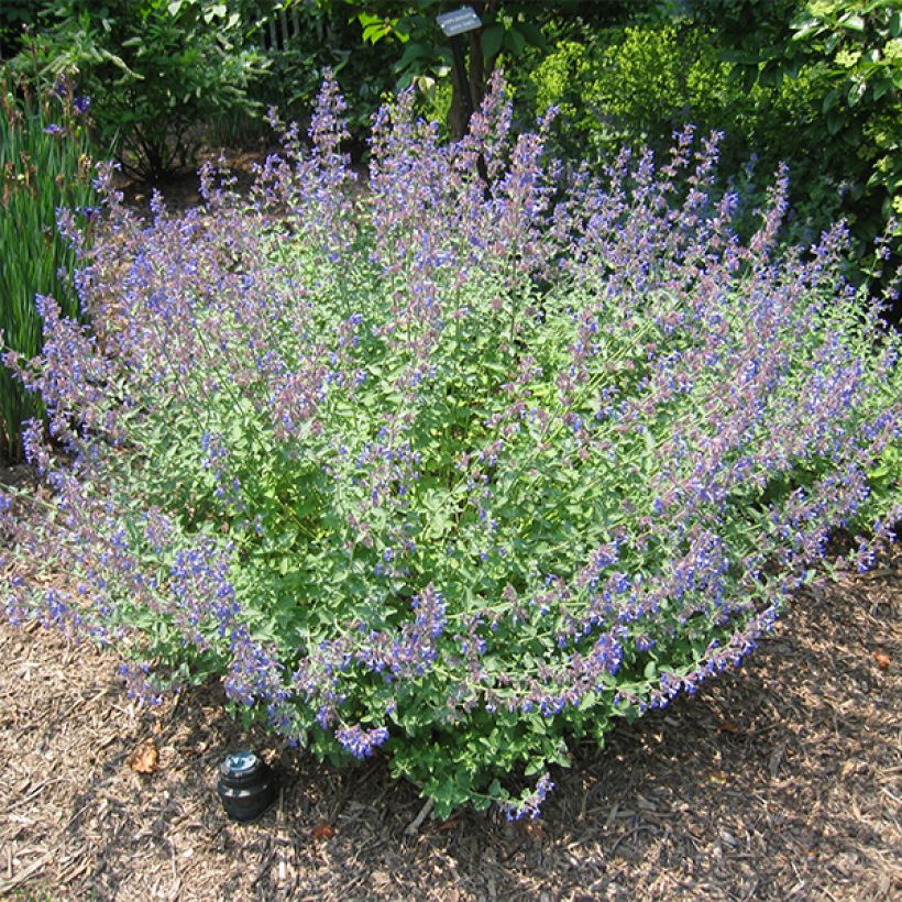 Nepeta Blue Dragon - Nepeta à fleurs bleu-violet (Port)