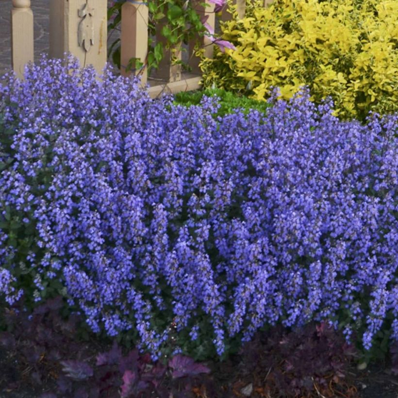 Nepeta faassenii Cat's Pajamas (Port)