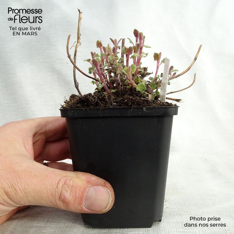 Spécimen de Nepeta Kit Cat - Chataire Godet de 9cm tel que livré au printemps