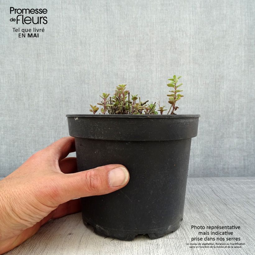 Spécimen de Nepeta Kit Cat - Chataire - Pot de 2L/3L tel que livré au printemps