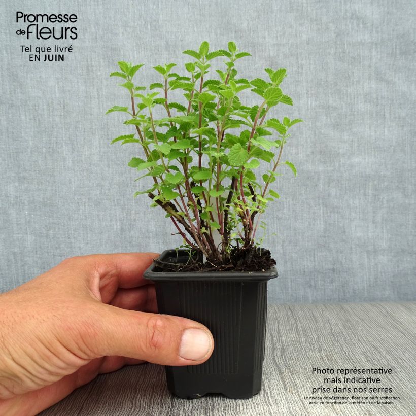 Spécimen de Nepeta Purrsian Blue - Chataire Godet de 8/9 cm tel que livré en été