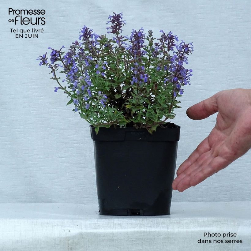 Spécimen de Nepeta Purrsian Blue - Chataire Pot de 2L/3L tel que livré en été