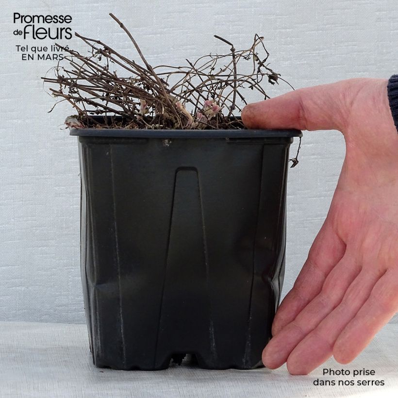 Spécimen de Nepeta Purrsian Blue - Chataire en pot de 2/3 litres tel que livré au printemps