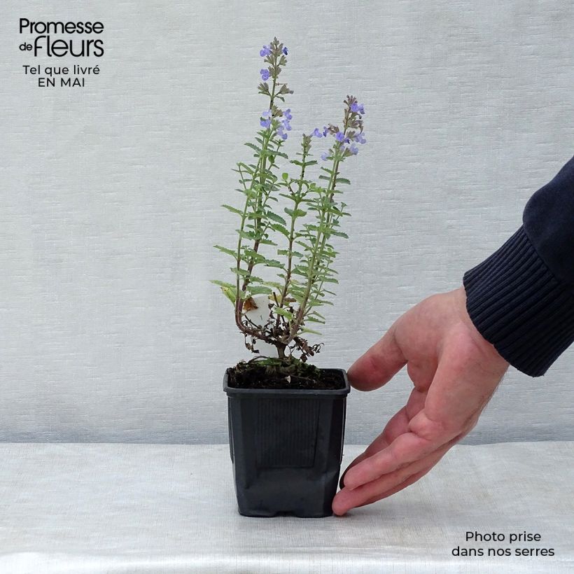 Spécimen de Nepeta Purrsian Blue - Chataire en godet de 8 cm tel que livré au printemps