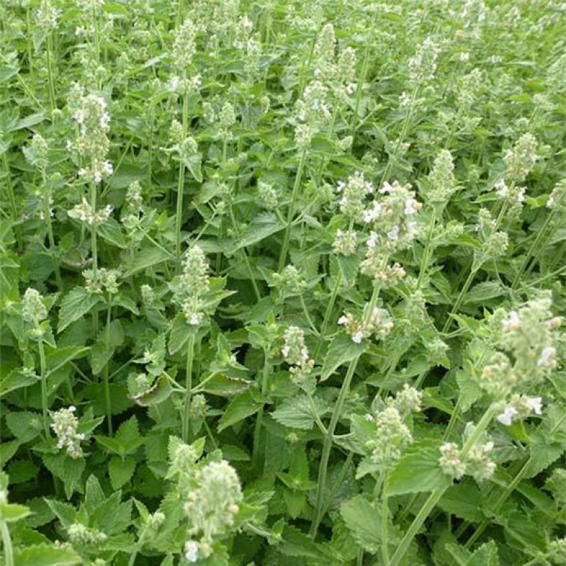 Nepeta cataria Citriodora - Chataire citron. (Floraison)